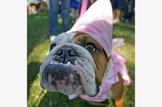 Pooch Princess