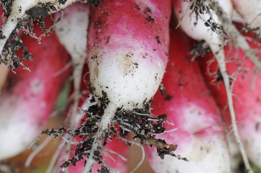 Radishes