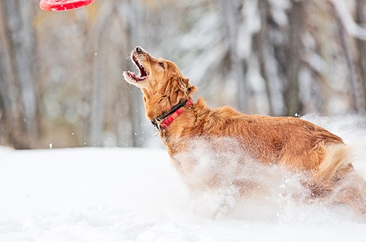 Get Fit With Fido