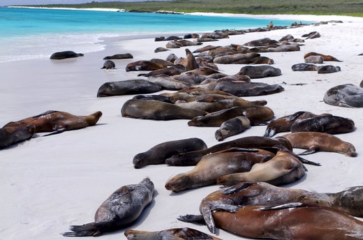Discover Evolution in the Galapagos