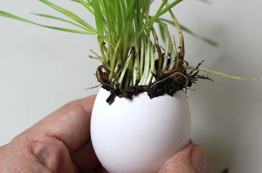 How to Make the Wheatgrass Egg Cups