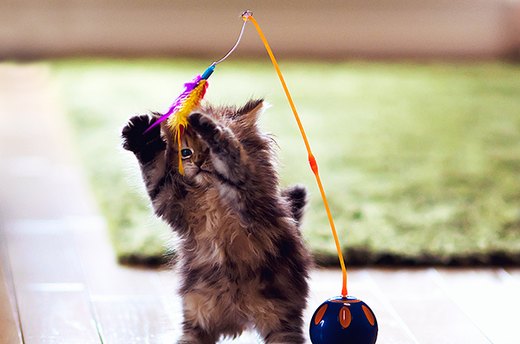 Playtime