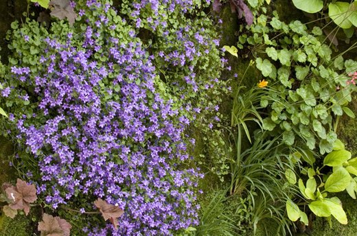 Growing Up: Vertical Gardening Tips