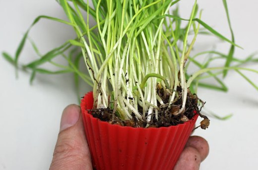 How to Make the Wheatgrass Cupcakes