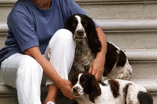 Millie and Ranger, George H.W. Bush's Springer Spaniels