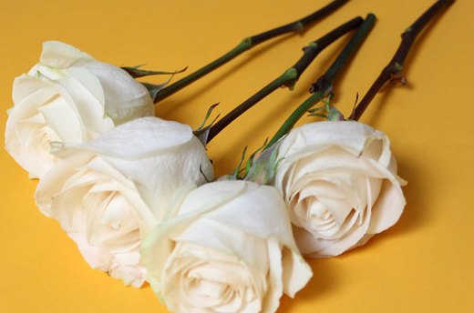 Cut the Rose Stems