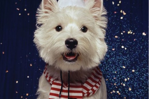 Dress Up Santa Dog