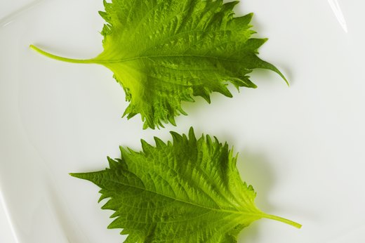 Shiso