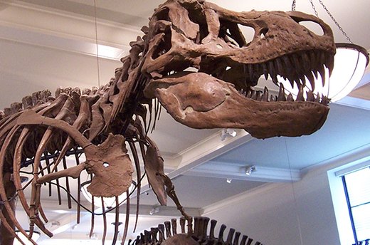 Museum Admission
