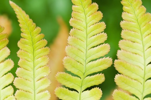 Autumn Fern