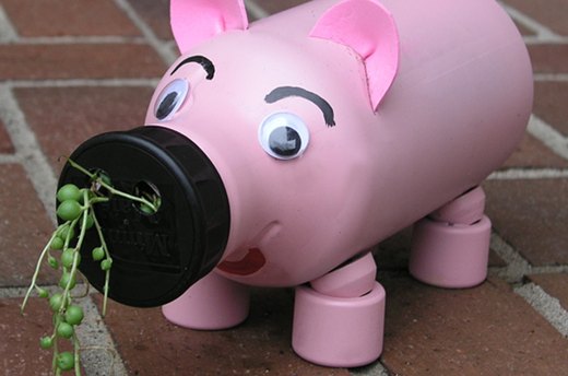 Snorting Pig