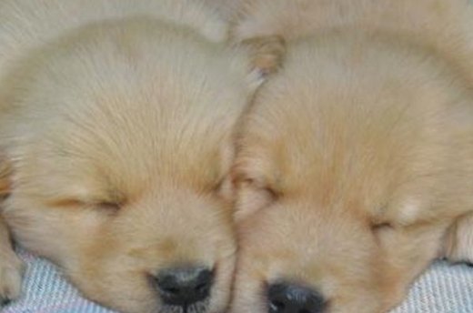 Top 10 Cutest Golden Retrievers
