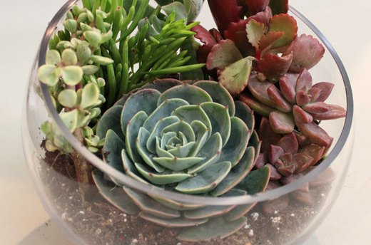 Make One Large Succulent a Focal Point