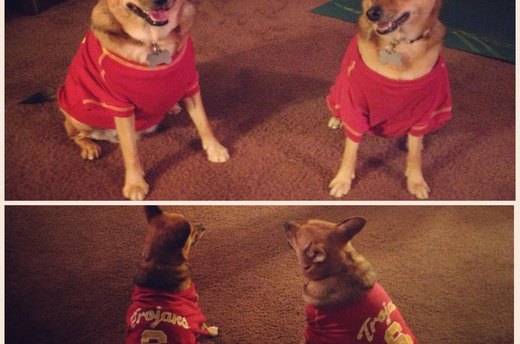 Doggie Nation Sports Apparel