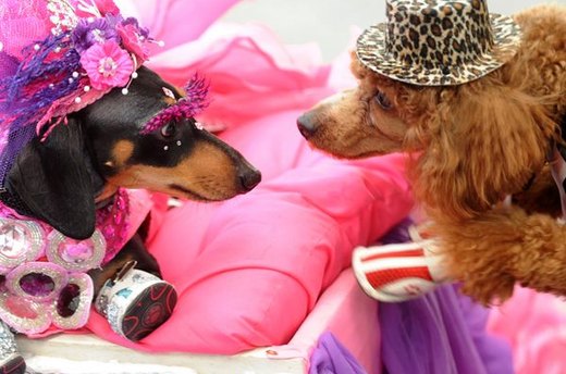 Dapper Dogs