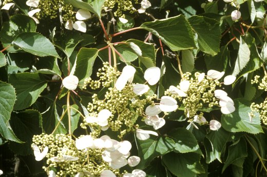Japanese Hydrangea Vine