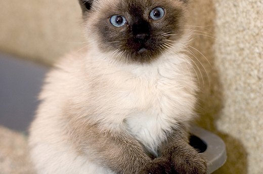 Litter Boxes