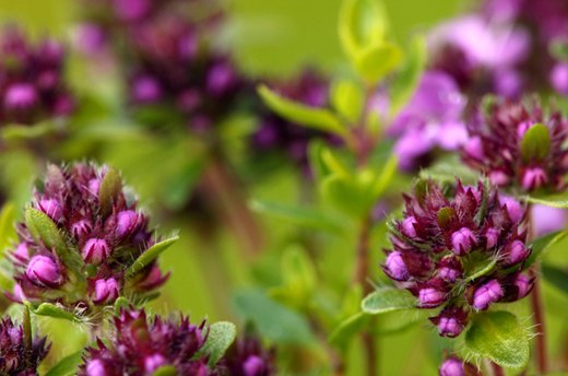 Creeping Thyme