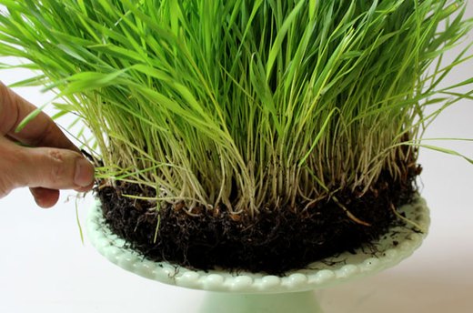 How to Make the Wheatgrass Cake