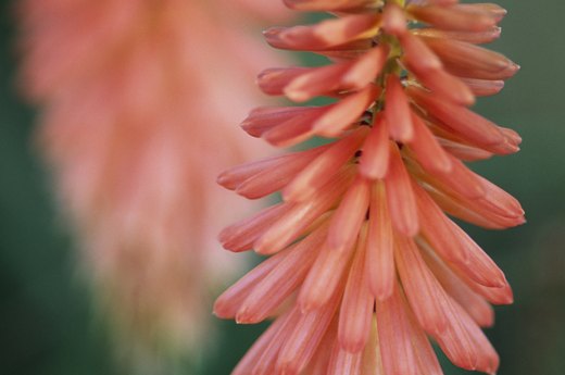 Flame Flower