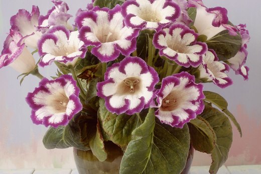 Gloxinia