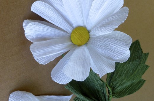 Daisy