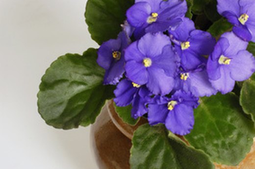 African Violet