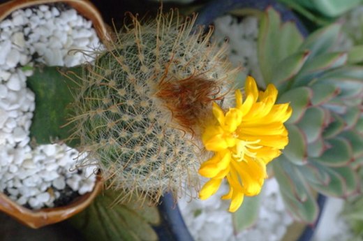 Blooming Cactus