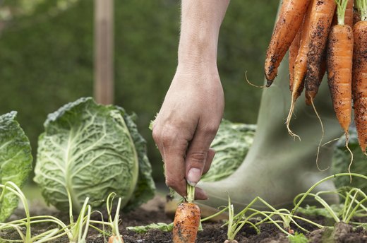 Carrots
