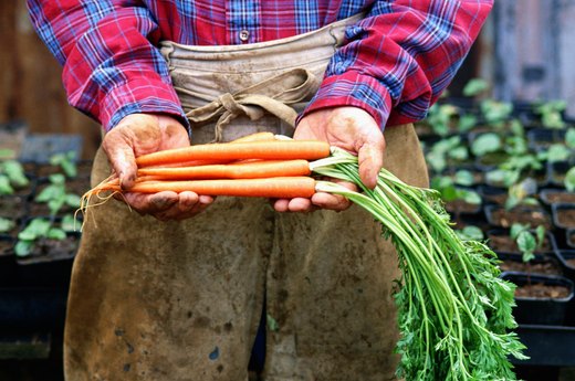 Carrots