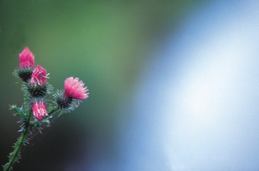 Milk Thistle Liquid Extract