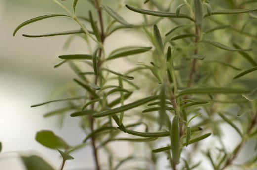 Rosemary