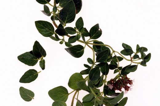 Oregano
