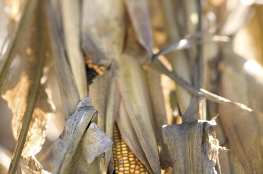Corn Detasseling
