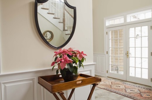 Poinsettia