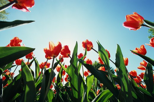 Solar Power Your Garden