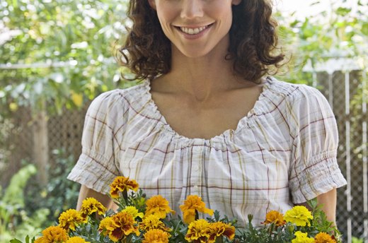 Marigolds
