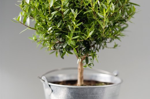 Mid Spring: Plant Trees and Shrubs