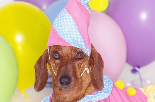 Throw a Canine Party