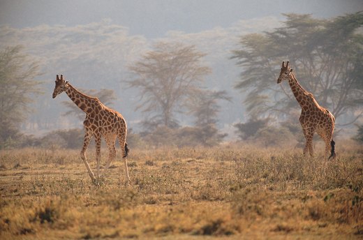 Kenya, Africa