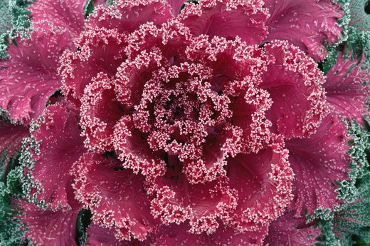 Decorative Kale and Cabbage