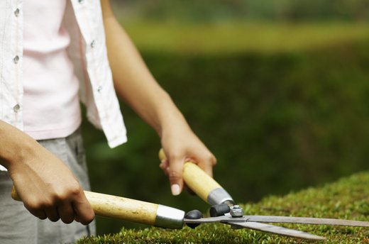 Tend to the Lawn