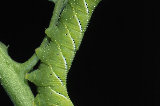 Watch for Pests