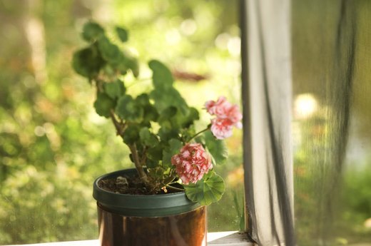 Geranium