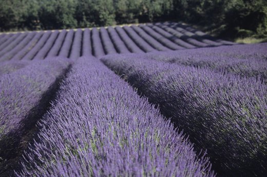 Vive La Lavande!