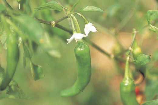 Jalapeno Peppers