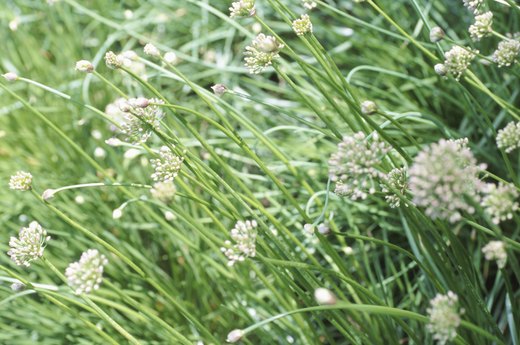 Chive Flowers
