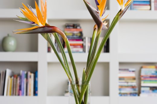 Bird of Paradise