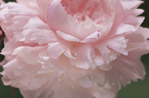 Aromatic Flowers to Plant: Peony
