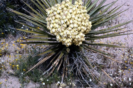 Yucca